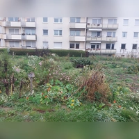 Gärtnern mitten in der Stadt: Wo dies im Hasenbergl möglich ist, erfahren die Teilnehmer der Erkundungstour von Green City. (Foto: bas)