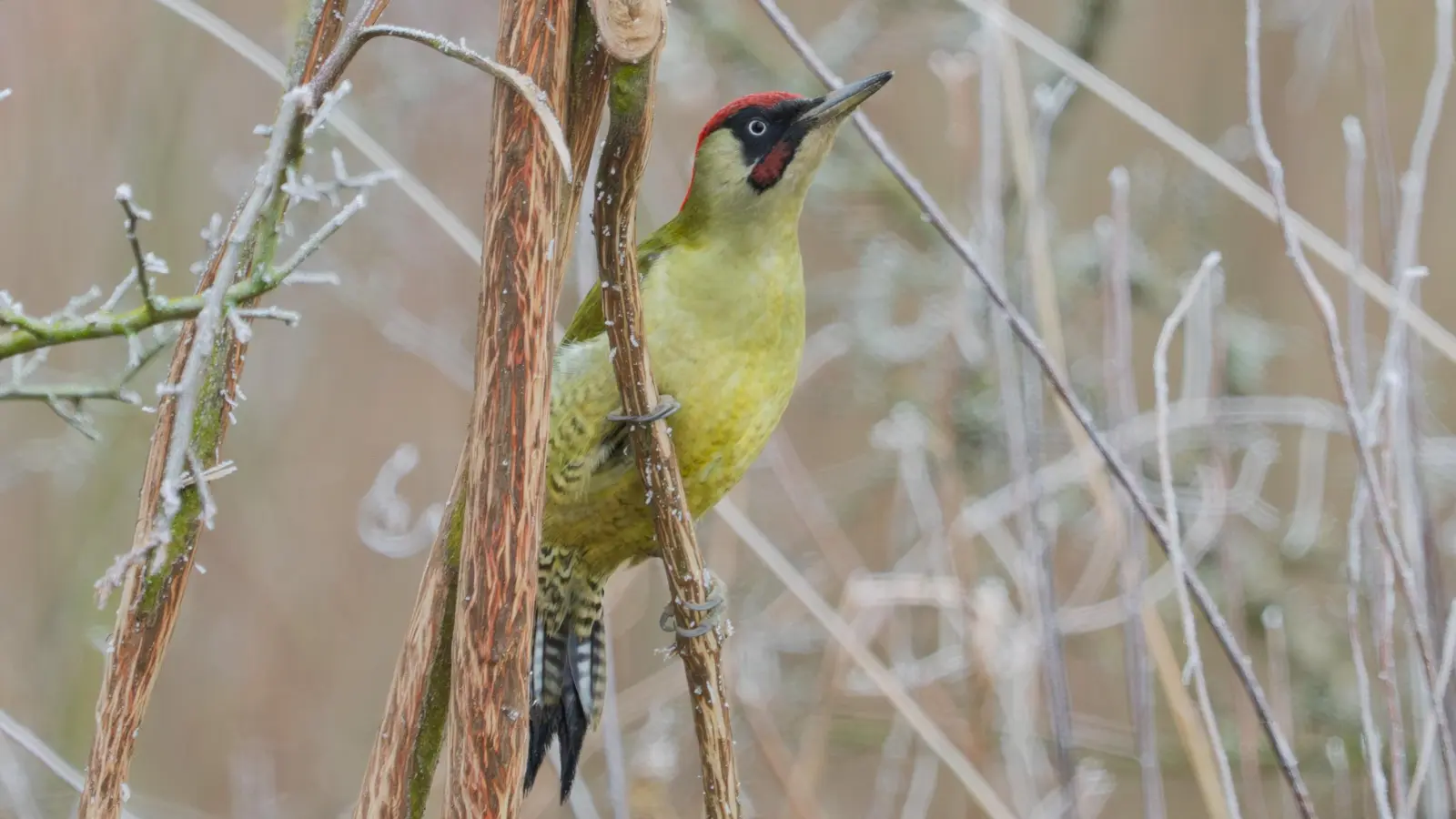 Grünspecht. (Foto: Cyrus Mahmoudi, LBV-Dachau)