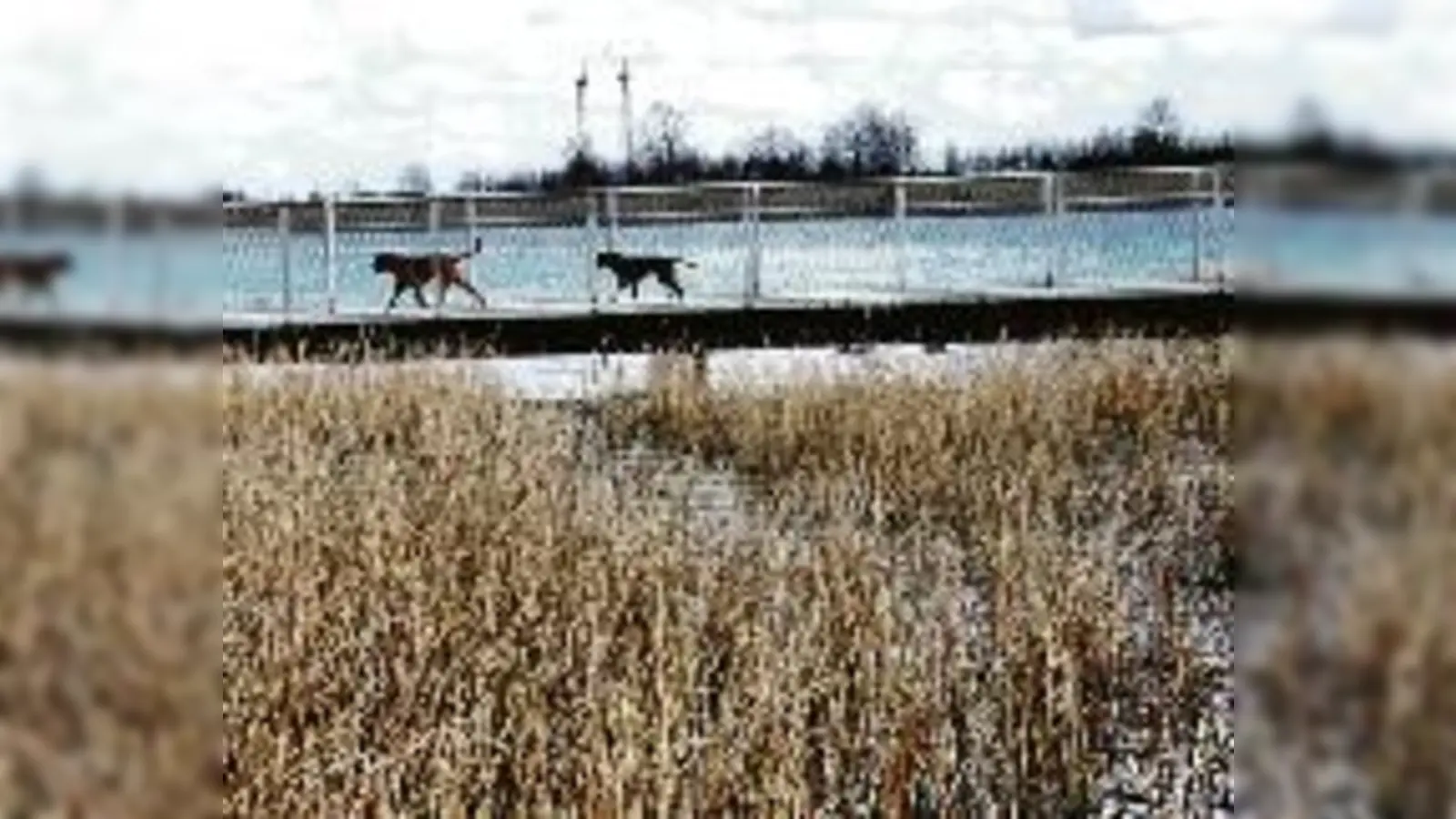 Manche Hundebesitzer halten sich im Riemer Park nicht an die Leinenpflicht, Spaziergänger fühlen sich dann durch freilaufende Hunde bedroht.	  (Foto: ko)