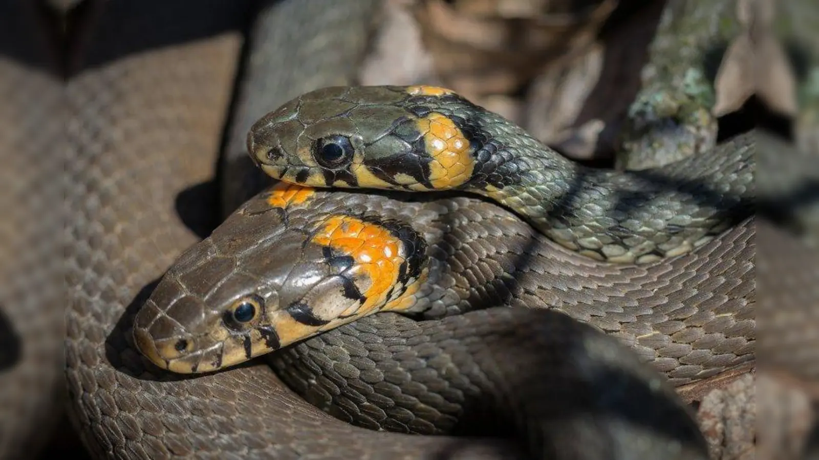 Die gelb-orangen halbmondartigen Flecken am Hinterkopf der Ringelnatter werden auch Schlangenkrone genannt. (Foto: Pixabay)