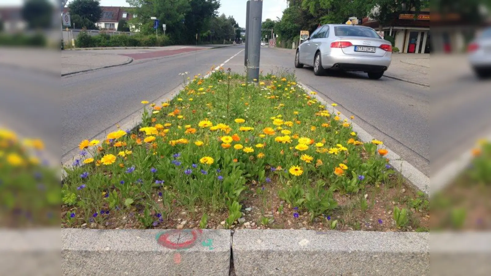 Die Landsberger Straße in Gilching hat im letzten Sommer eine wunderschön mit Ringel- und Kornblumen bepflanzte Verkehrsinsel bekommen. (Foto: pst)