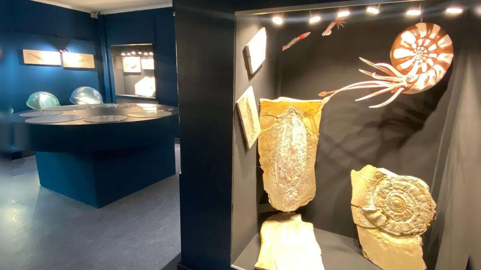 Blauer Raum mit Luftblasenvitrinen: die neue Heimat der Fossilien aus dem Altmühltal. (Foto: Urzeitmuseum - Sammlung Kapustin)