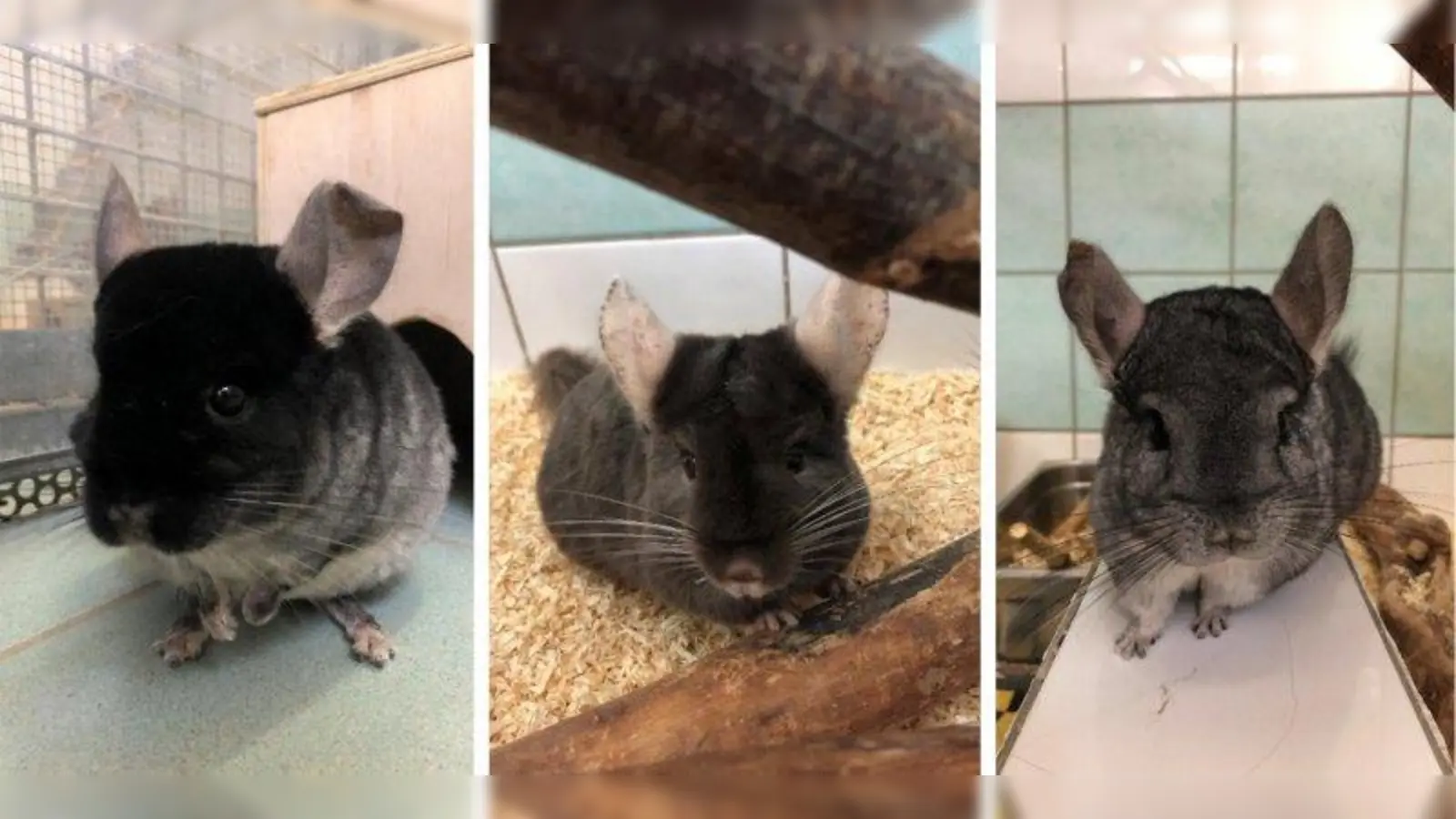 Nur im Dreierpack abzugeben: Kurkuma, Kisha und Nuha. (Foto: Tierschutzverein München)