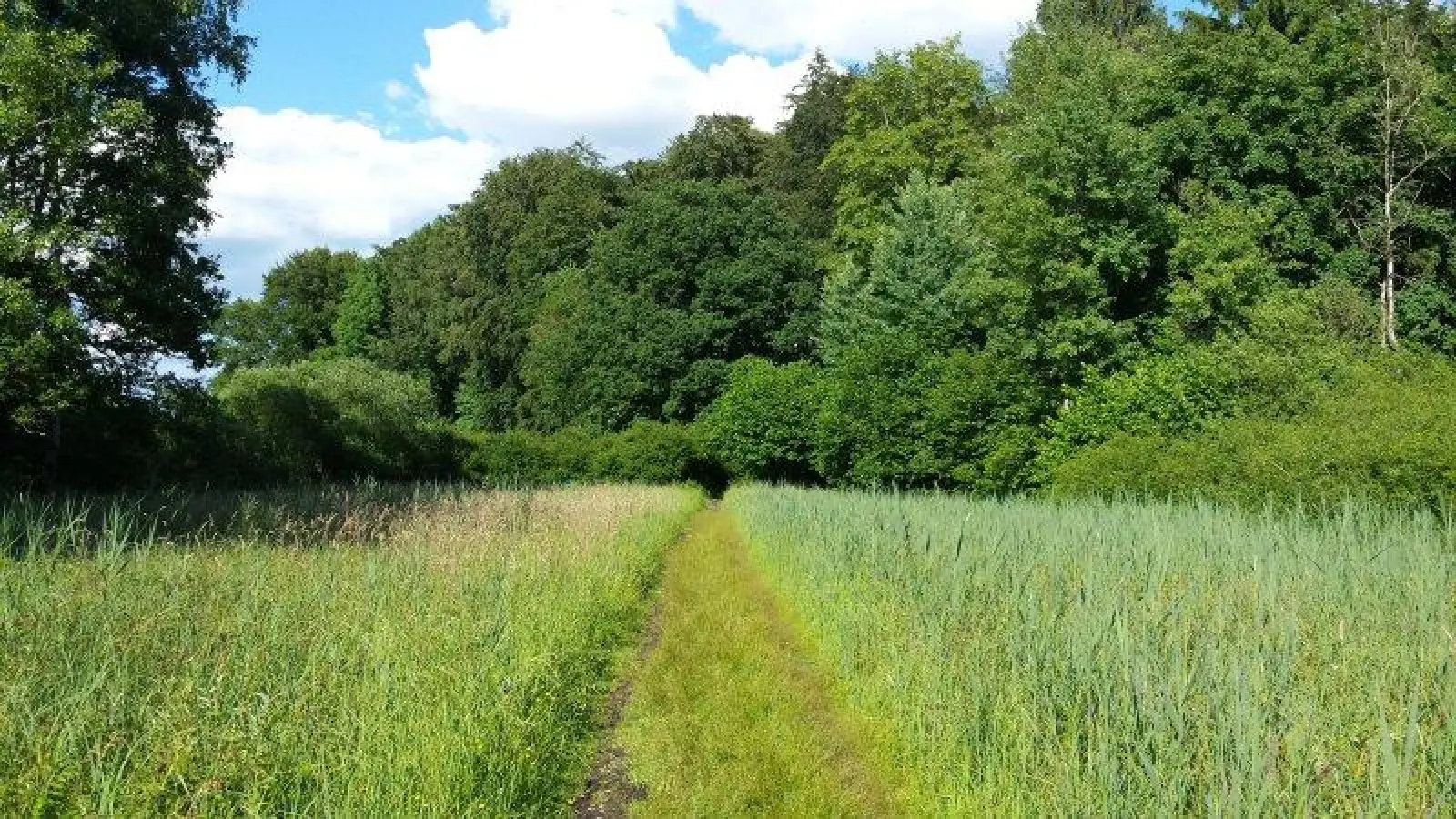 Das Landratsamt Starnberg sucht Betriebe oder Personen, welche Pflegemaßnahmen, beispielsweise das Mähen von Feuchtwiesen, übernehmen. (Foto: eis)