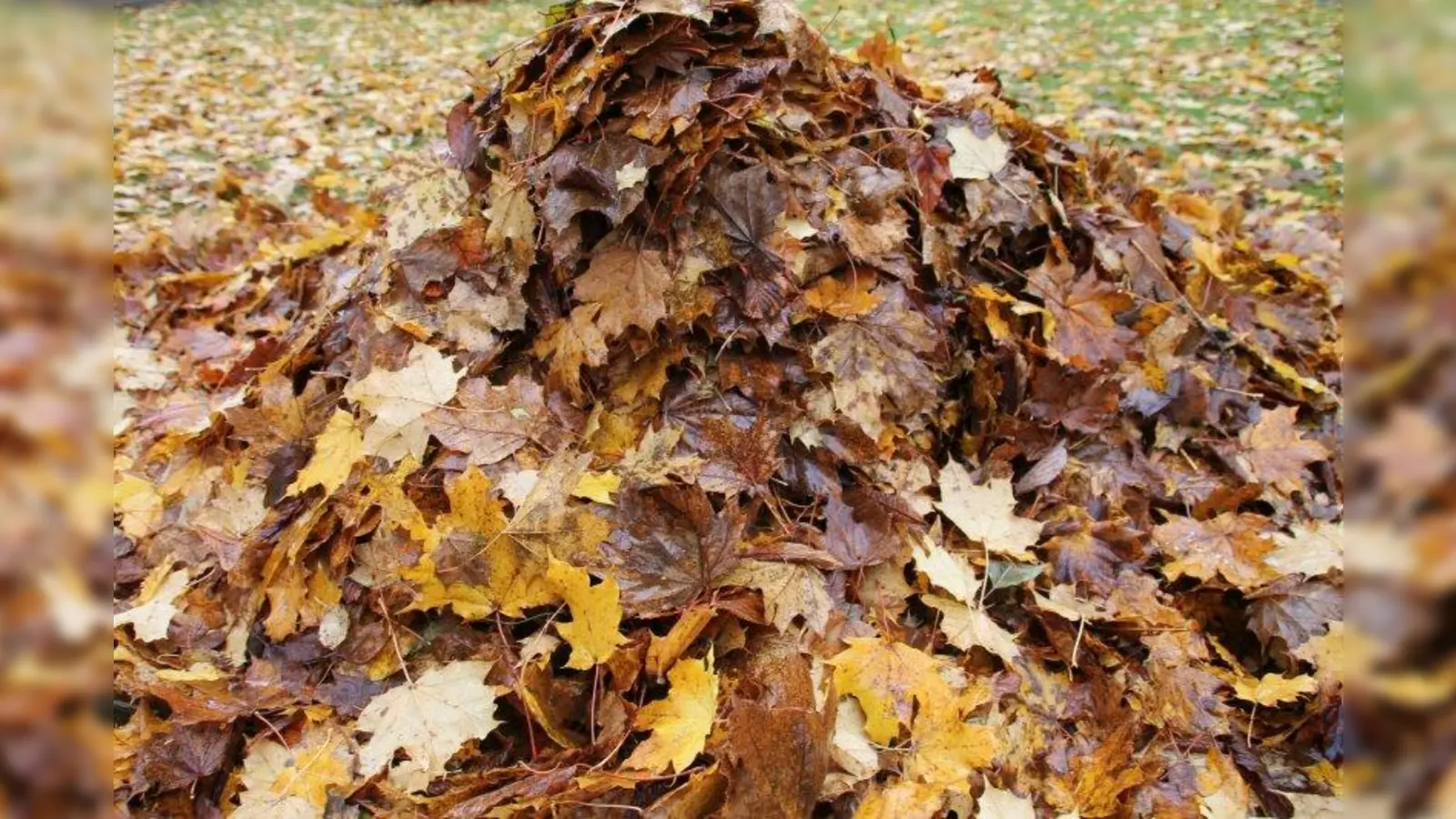 Im Herbst fällt in den Gärten oft mehr Laub an, als der eigene Komposthaufen aufnehmen kann. Die Kompostieranlage in Hadorf nimmt Grüngut und Gartenabfälle in größeren Mengen entgegen. Kleinere Mengen bis maximal ein Kubikmeter können auch zu den Grüngutsammelstellen in Gilching und Krailling gebracht werden. (Foto: bb)