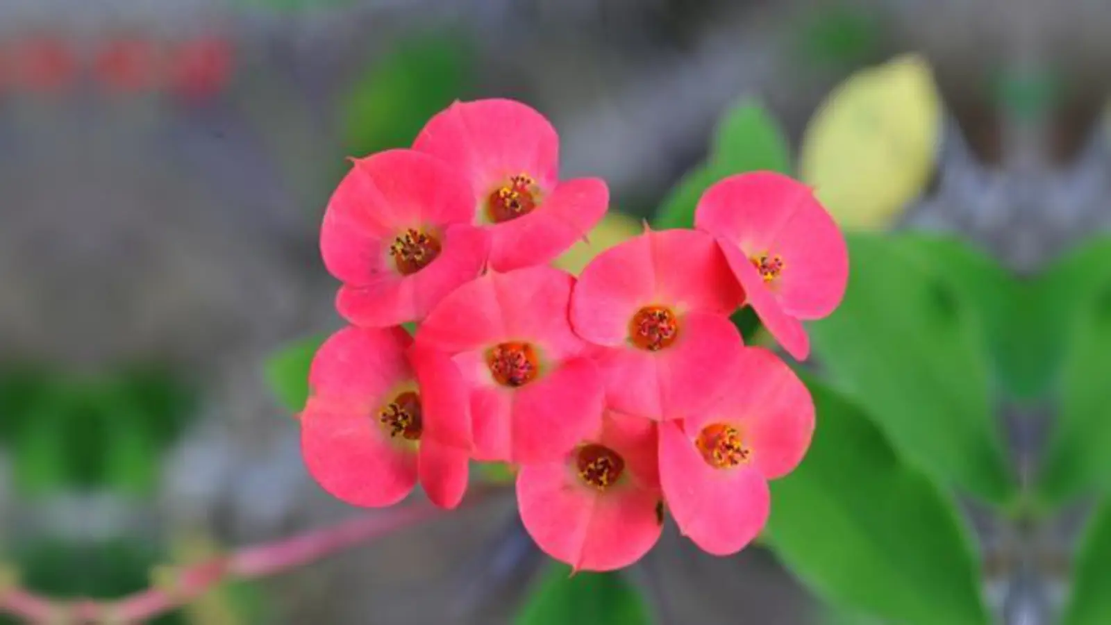 Die Gattung Euphorbia hat ihre Blütenblätter im  Laufe der Evolution völlig reduziert.	 (Foto: Franz Höck)