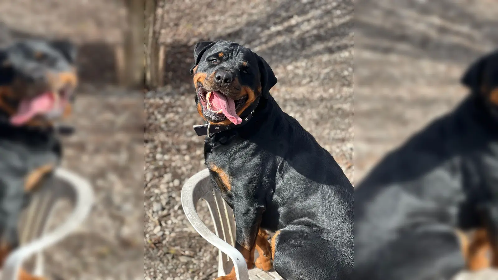 Der Rottweiler „Eddy” sucht einen rottweiler-erfahrenen neuen Besitzer. (Foto: Tierheim Riem)
