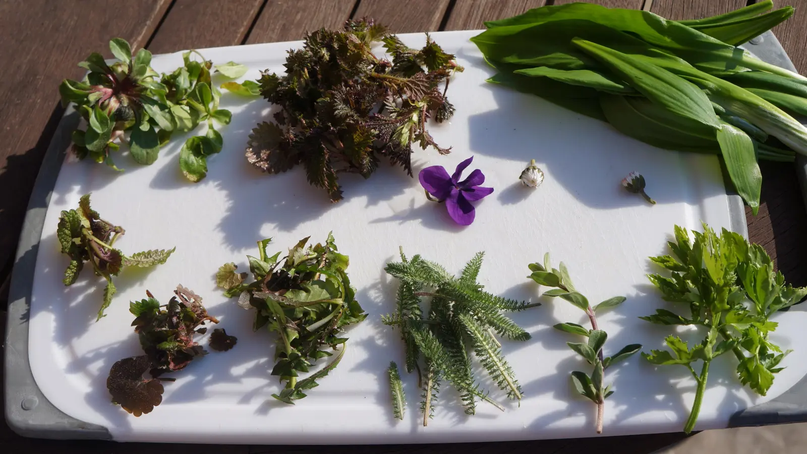 Welche Wildkräuter essbar und gesund sind und welche nicht, erfährt man bei der Wildkräuterwanderung. (Foto: hw)