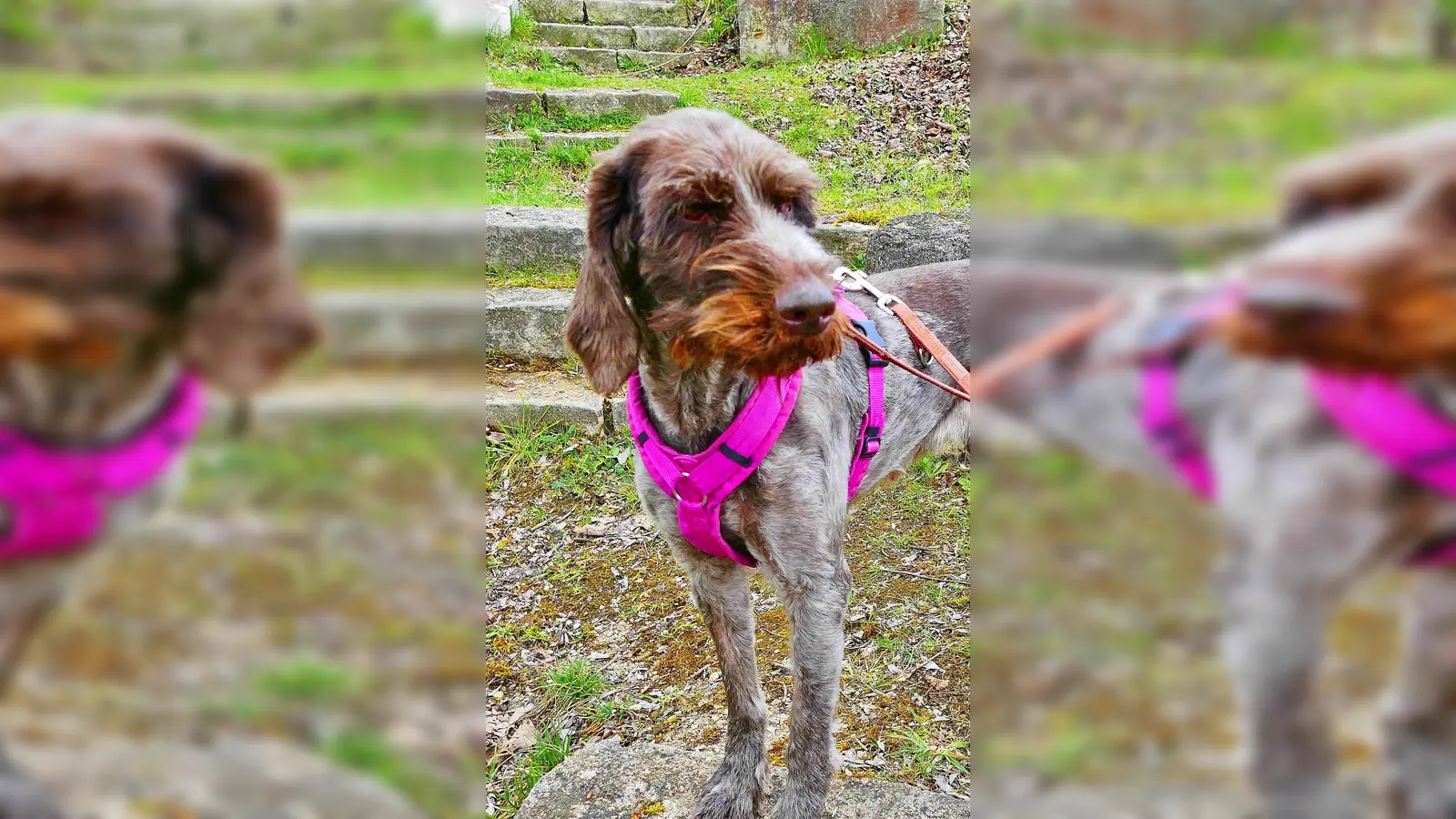 Deutsch Drahthaar Hündin Arwen. (Foto: Tierheim Riem)