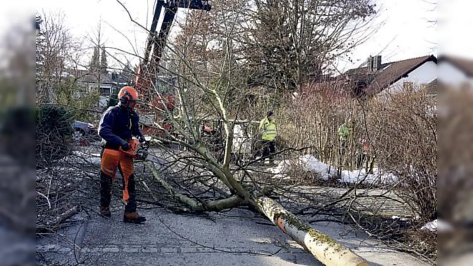 Mit Kran und Motorsäge ging es den ALB-Wirtsbäumen in der Max-Löw-Straße in Neubiberg an Krone und Stamm.	 (Foto: Angela Boschert)