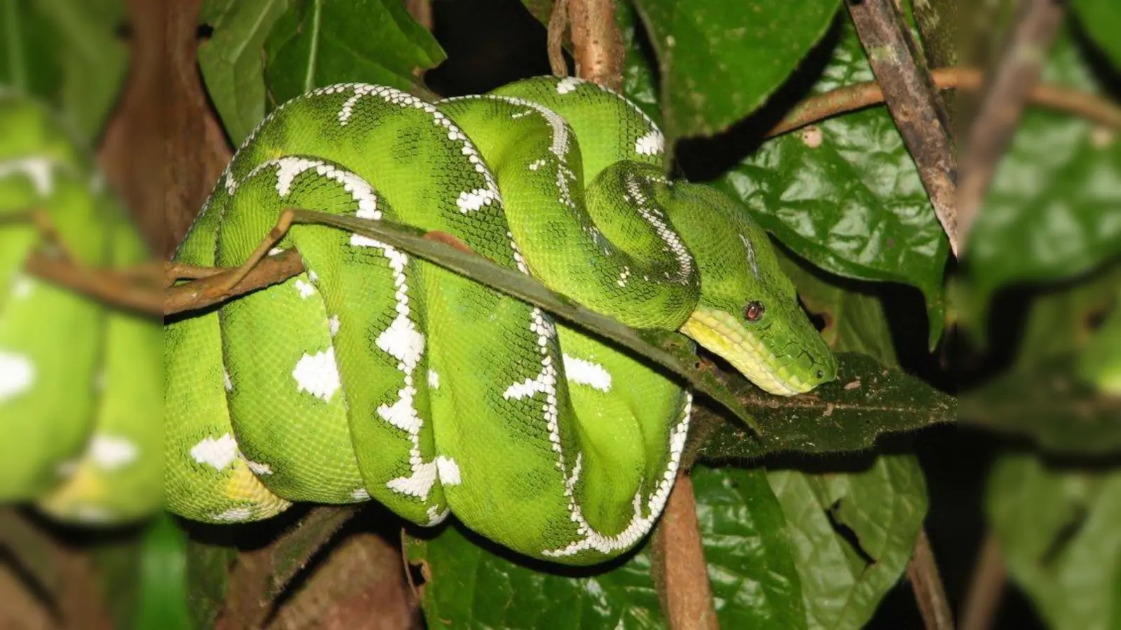 Bewohner des Regenwaldes: der grüne Hundskopfschlinger, eine im Gebiet von Panguana beheimatete Riesenschlange. (Foto: Juliane Diller/ZSM)