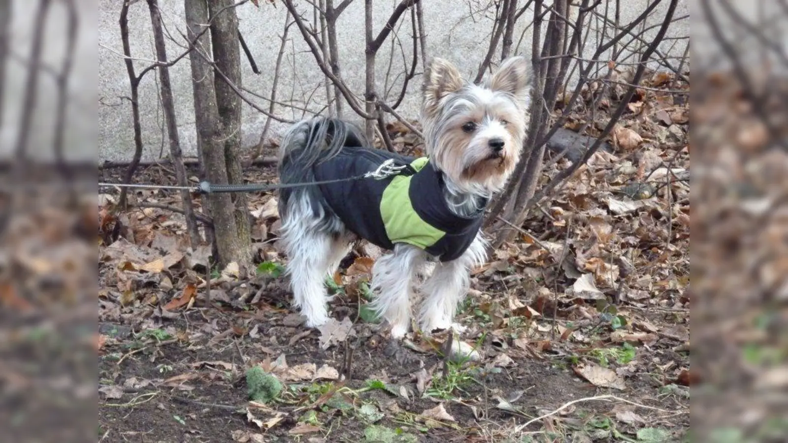 Ob Hund oder Hündchen – bislang ist Gassi gehen im Bavariapark nur mit kurzer Leine erlaubt. (Foto: kö)