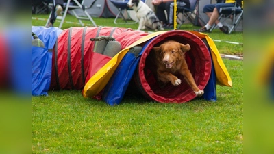 Die „Arbeit” mit dem Hund soll Spaß machen. Agility festigt die Beziehung zwischen Mensch und Tier. (Foto: GHV)