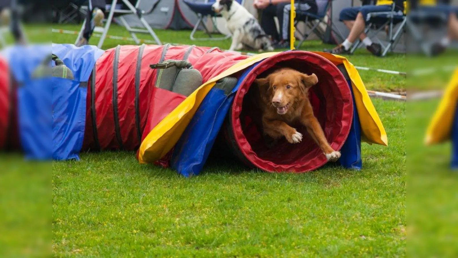 Die „Arbeit” mit dem Hund soll Spaß machen. Agility festigt die Beziehung zwischen Mensch und Tier. (Foto: GHV)