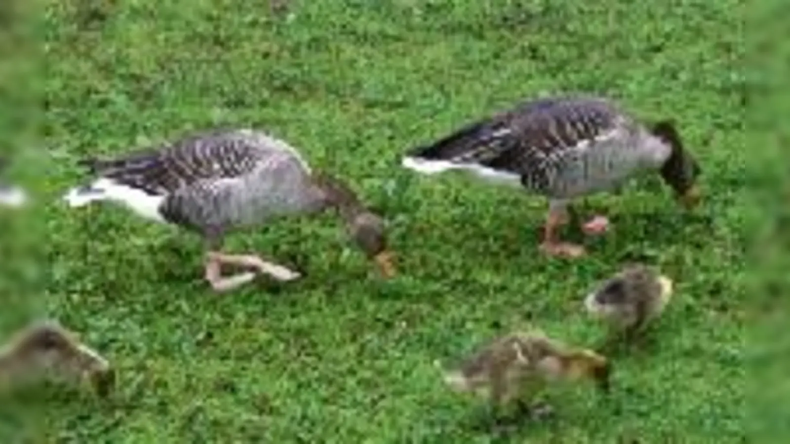 Graugans-Elternpaar mit Küken beim Spaziergang im Englischen Garten.	 (Foto: Privat)