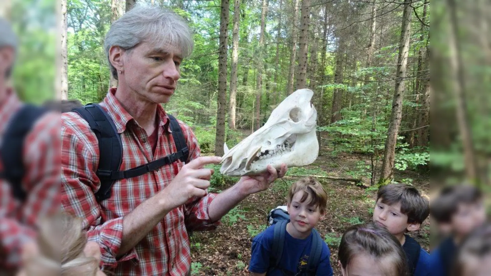 Anhand von Schädeln von Hirsch und Wildschwein (BIld) erklärt Andreas Wallner, Revierleiter des Reviers Unterdill im Forstenrieder Park, den Pfadfindern  alles über Geweih und Hauer. (Foto: pi)