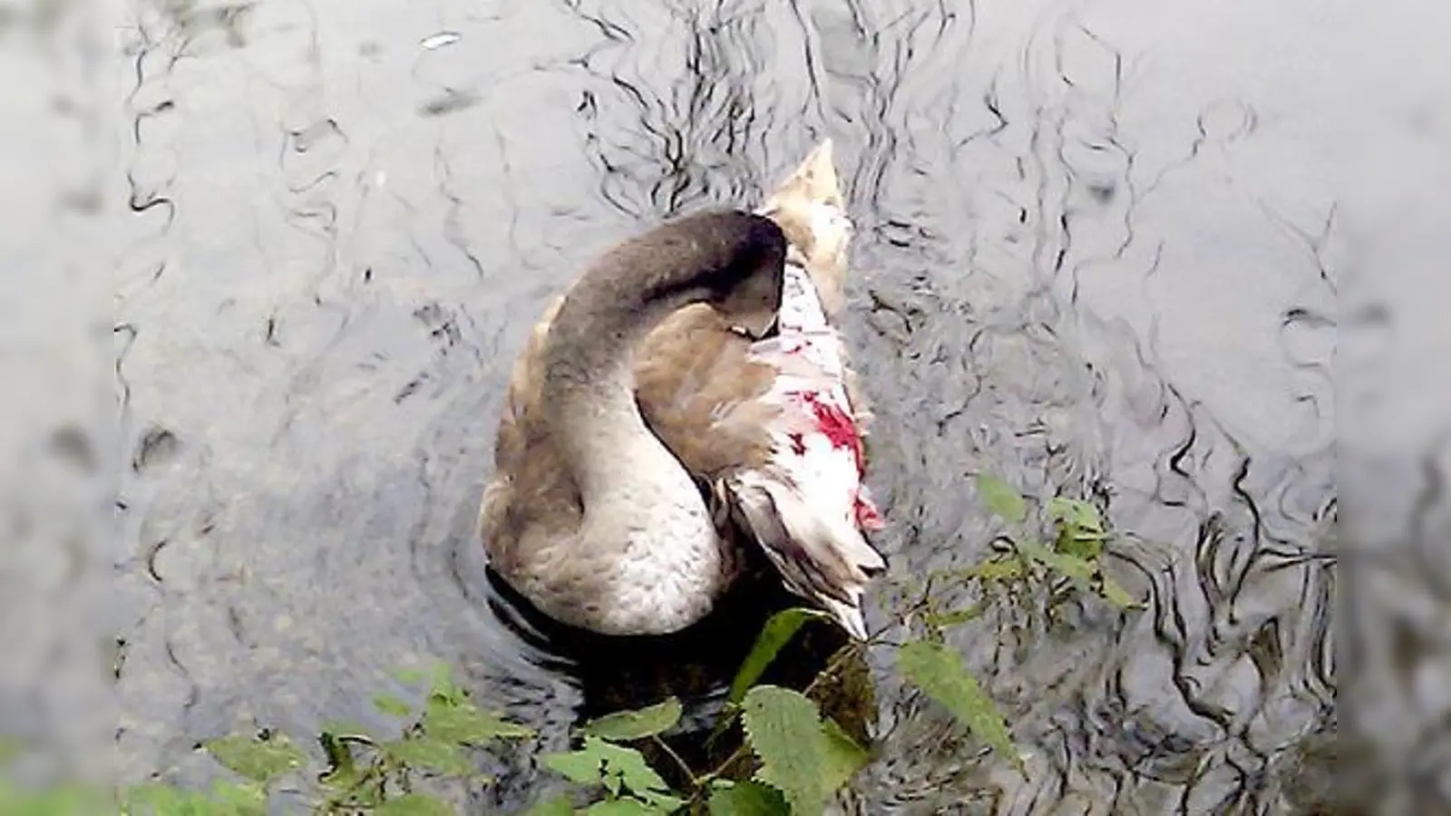 Dieser Jungschwan wurde nahe der Braunauer Eisenbahnbrücke in Untergiesing mutwillig schwer verletzt. Er musste schließlich eingeschläfert werden. 	 (Foto: Tierrettung München)