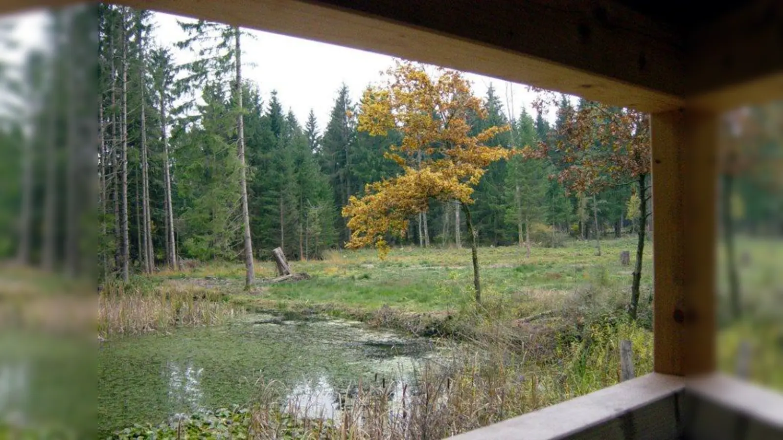Durch den Forstenrieder Park führt Betriebsleiter Wilhelm Seerieder. (Foto: job)