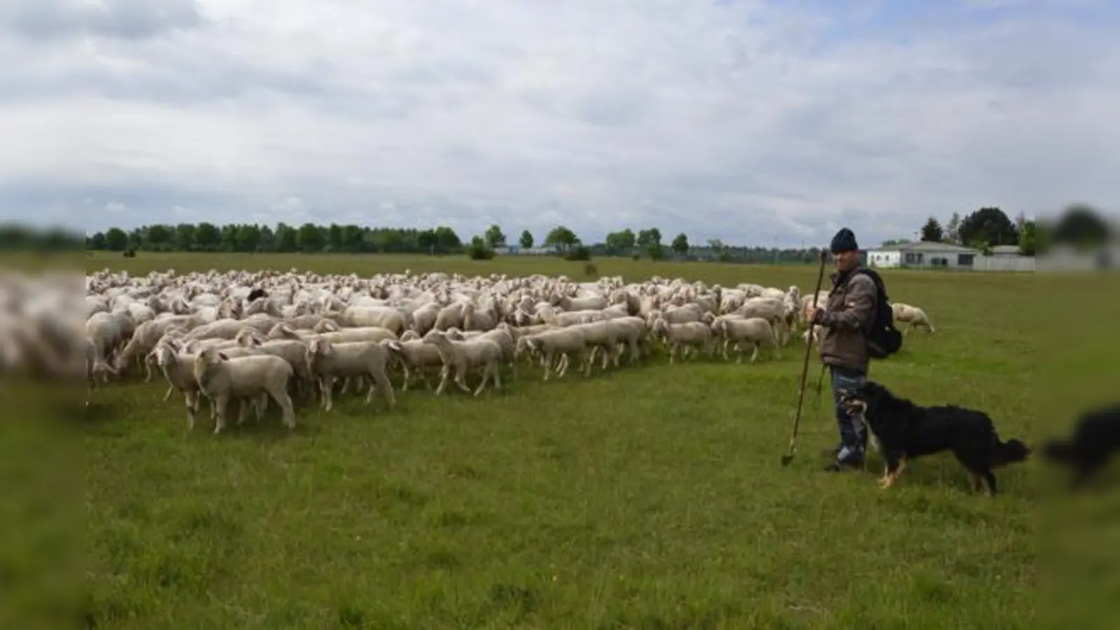 Die Schäfer haben heutzutage mit vielen Problemen zu kämpfen. Kleines Foto: Schafe brauchen auch Klauenpflege. 	 (Foto: Marion Friedl)