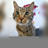 Europäisch Kurzhaar Kater Braunie. (Foto: Tierheim Riem)