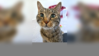 Europäisch Kurzhaar Kater Braunie. (Foto: Tierheim Riem)