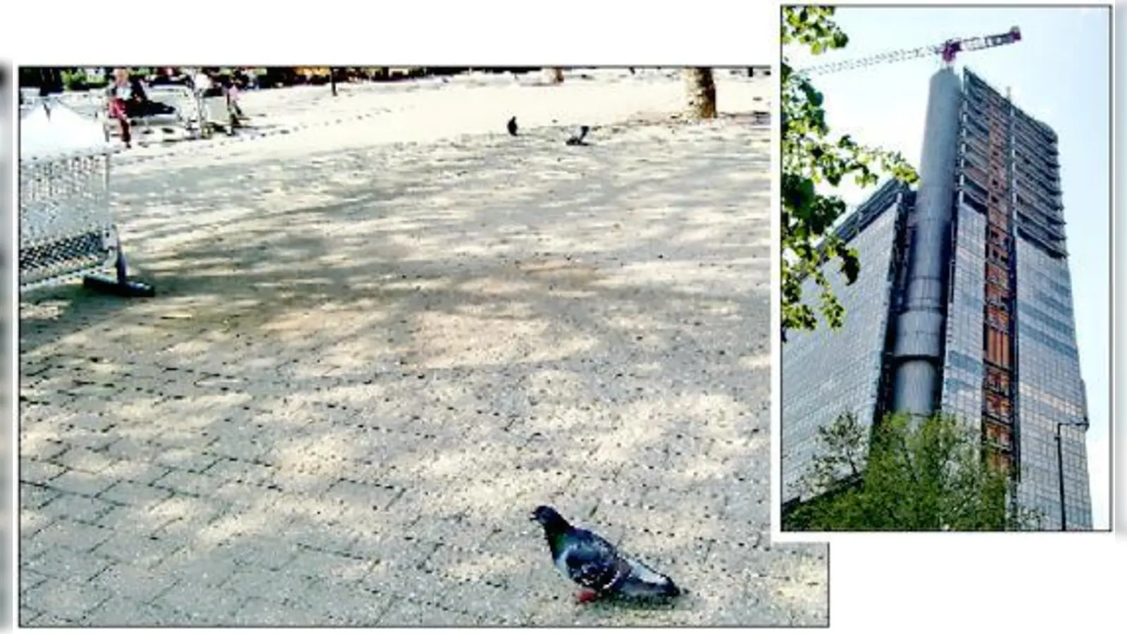 Der HVB-Tower im Arabellapark wird bis Ende 2015 saniert  weswegen das  Taubenhaus entfernt werden musste. Jetzt landen die Tauben wieder mit Vorliebe auf dem Rosenkavalierplatz.	 (Fotos: hgb)