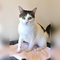 Europäisch Kurzhaar Katze Zicky. (Foto: Tierheim Riem)