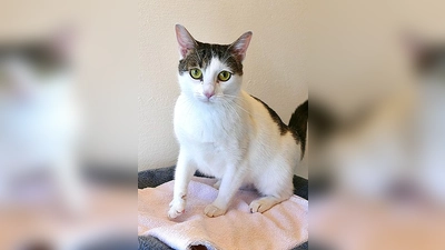 Europäisch Kurzhaar Katze Zicky. (Foto: Tierheim Riem)