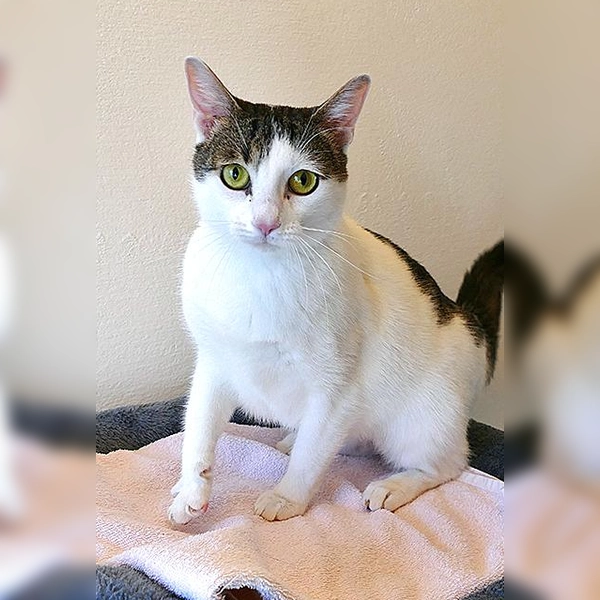 Europäisch Kurzhaar Katze Zicky. (Foto: Tierheim Riem)