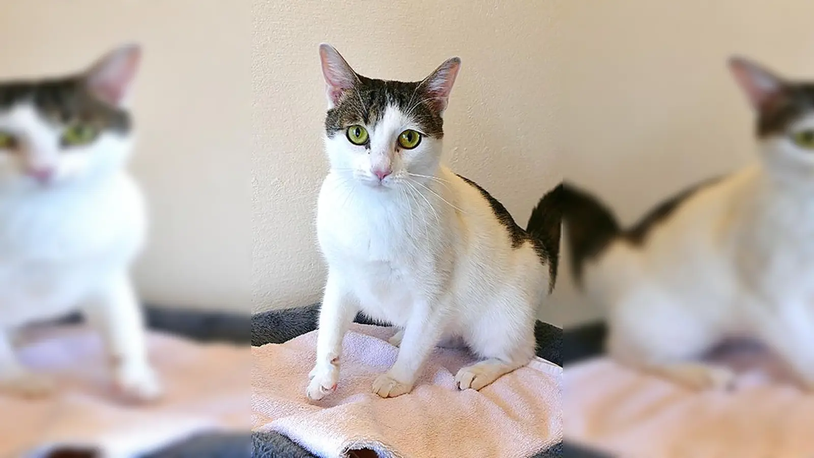Europäisch Kurzhaar Katze Zicky. (Foto: Tierheim Riem)