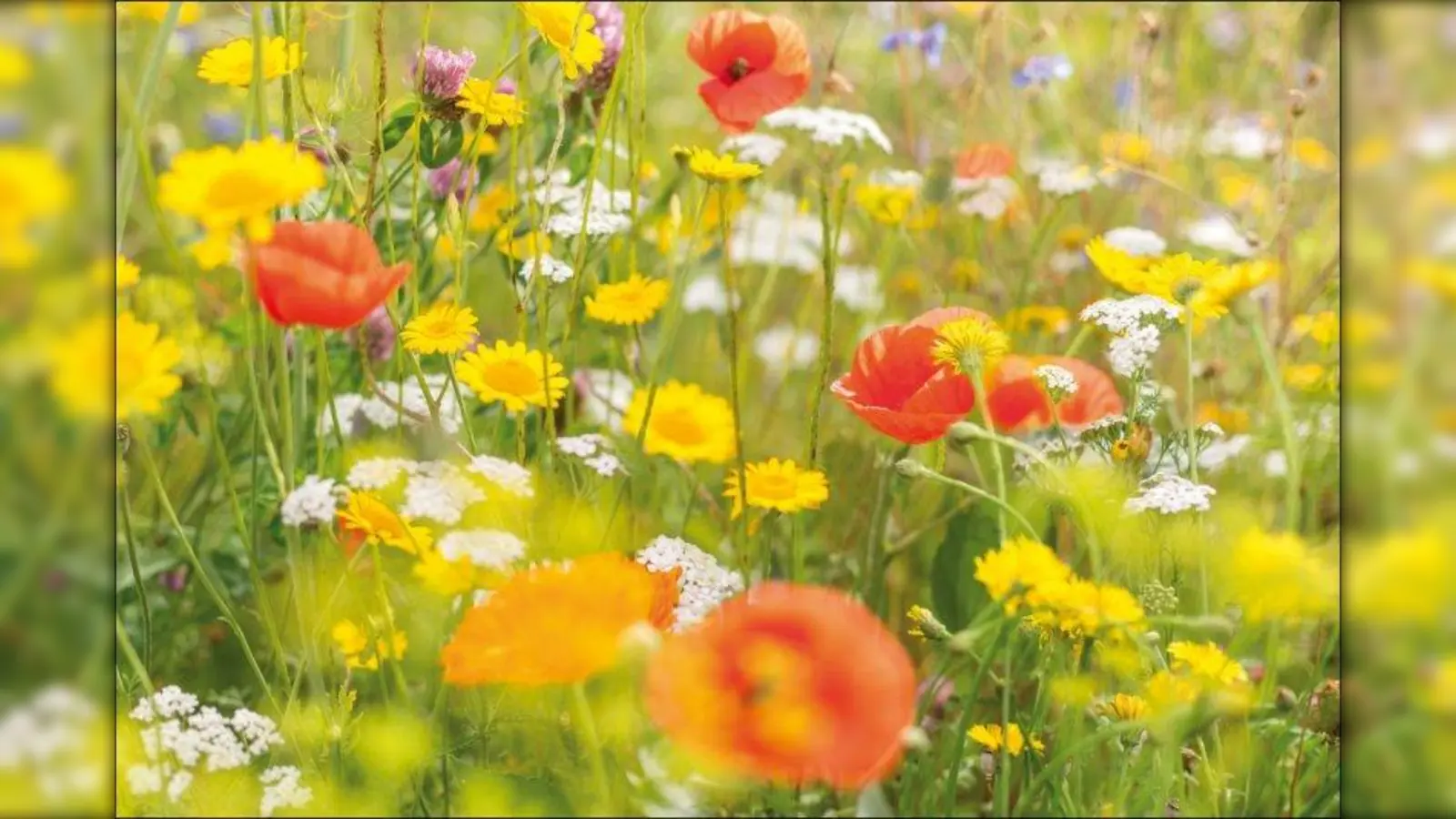 Wer Wildbienen etwas Gutes tun möchte, kann an einer sonnigen Stelle im Garten eine kleine Wildblumenwiese anlegen. Hierfür gibt es fertige Samenmischungen mit verschiedenen Pflanzen, die optimal auf die Bedürfnisse der Wildbienen abgestimmt sind. (Foto: Neudorf/ txn)
