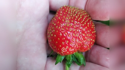 In naturnahen Gärten werden die Erdbeeren größer und schmecken besser. (Foto: job)