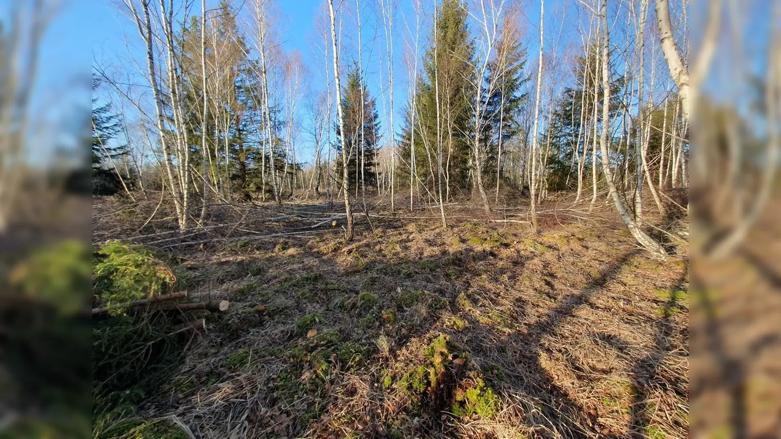 Im Bacherner Moos stehen Pflegemaßnahmen an. Der LBV freut sich über Unterstützung.  (Foto: Claudius Birke, LBV)