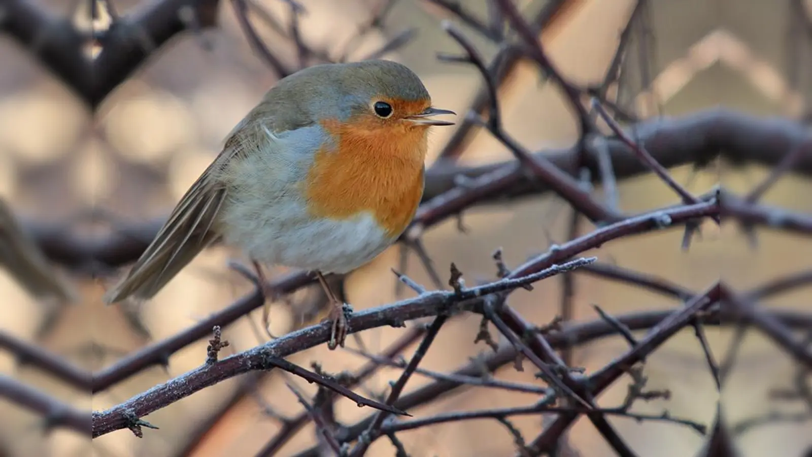 Wie hört sich das Rotkehlchen an? (Foto: Peter Rohrbeck)