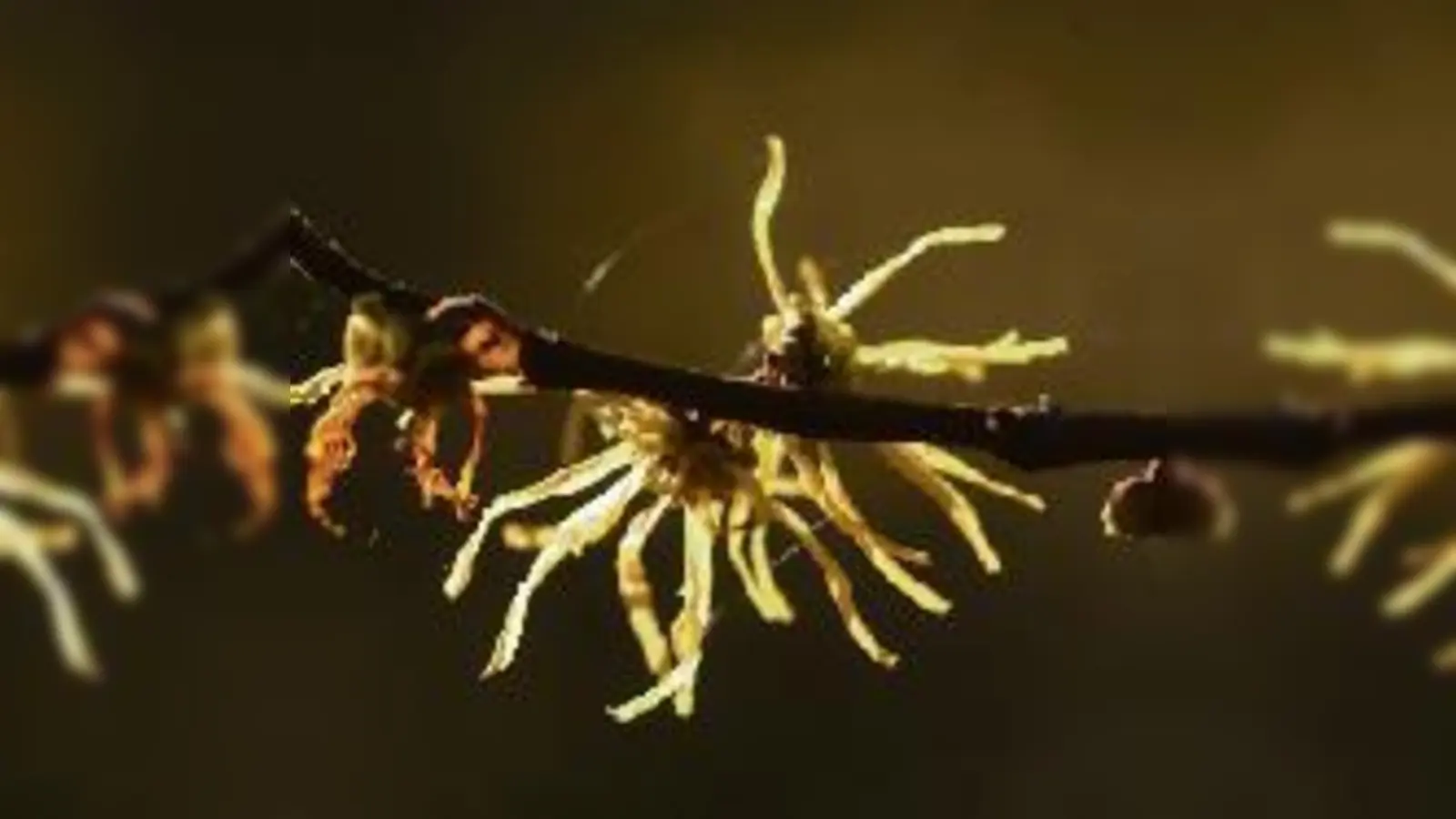 Die Virginische Zaubernuss am Ostrand des Teichs steht in voller, prächtiger Blüte.	 (Foto: VA)