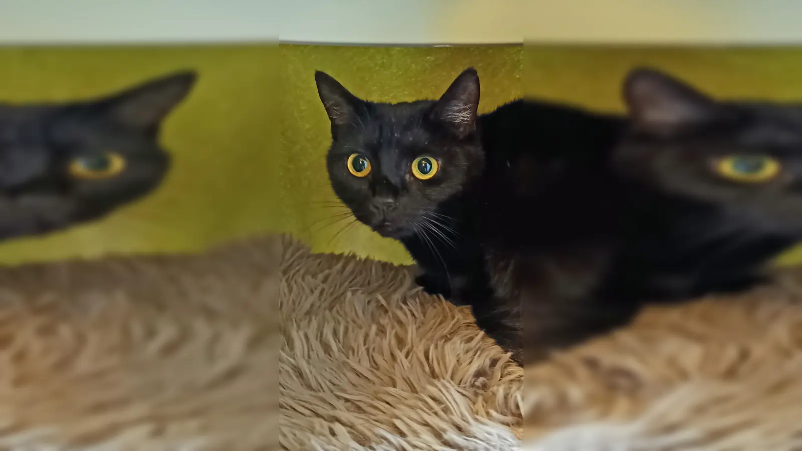 Europäisch Kurzhaar Katze Franzi. (Foto: Tierheim Riem)