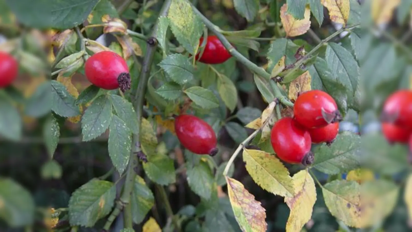Hagebutten sind nicht nur schön anzusehen, man kann sie auch im Tee genießen.	 (Foto: LBV)