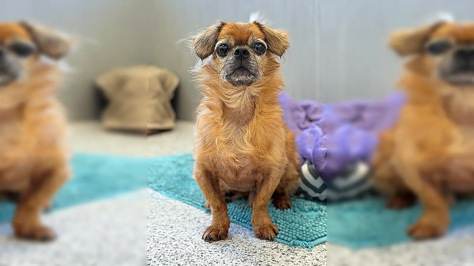 Kastrierter Pekinese-Mix-Rüde Tobi. (Foto: Tierheim Riem)