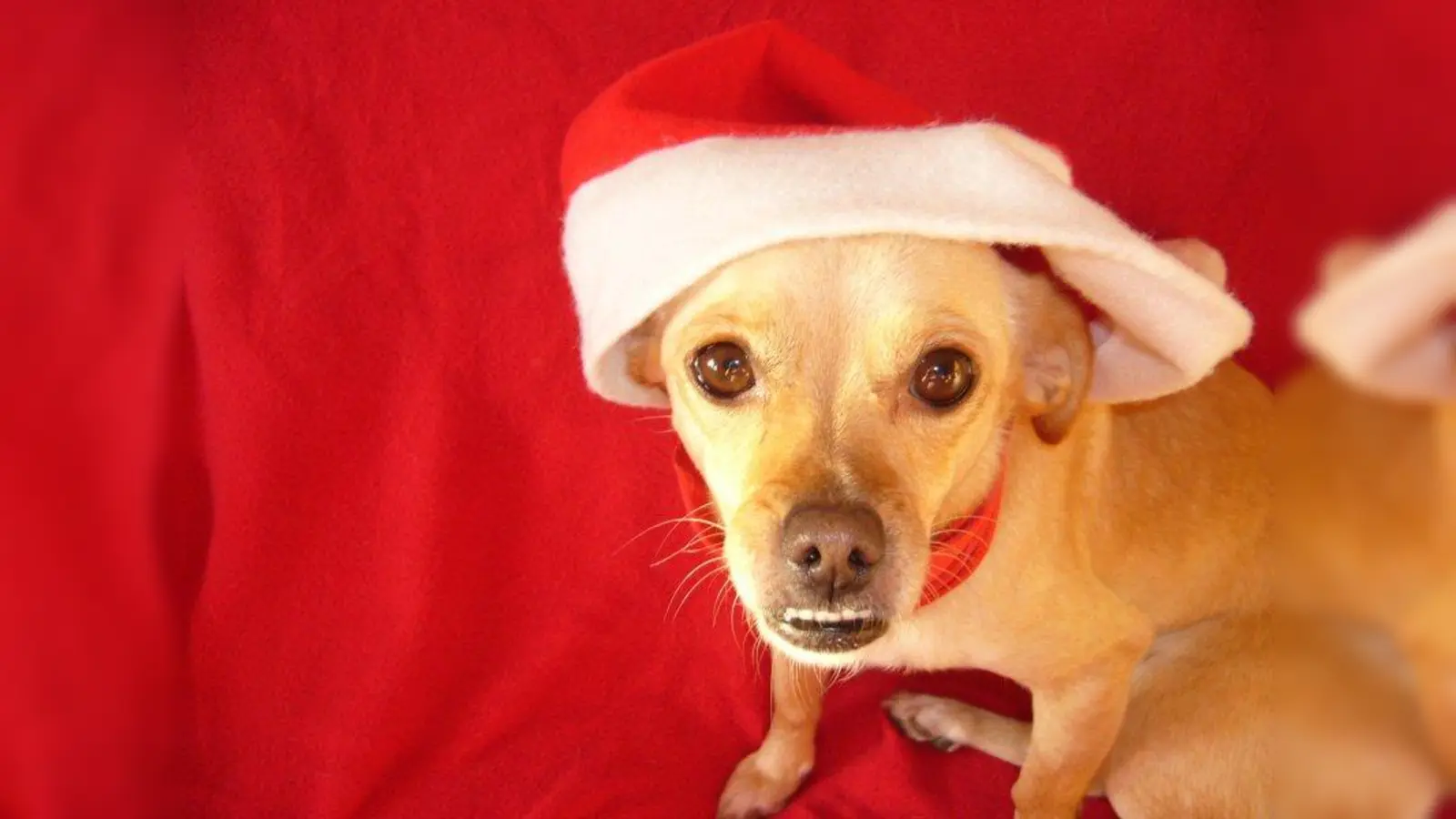 Der Erlös der Veranstaltung „Weihnacht im Tierheim” kommt wie immer zu 100 Prozent den Tierheim-Tieren zugute. (Foto: Stargate 1/pixelio.de)