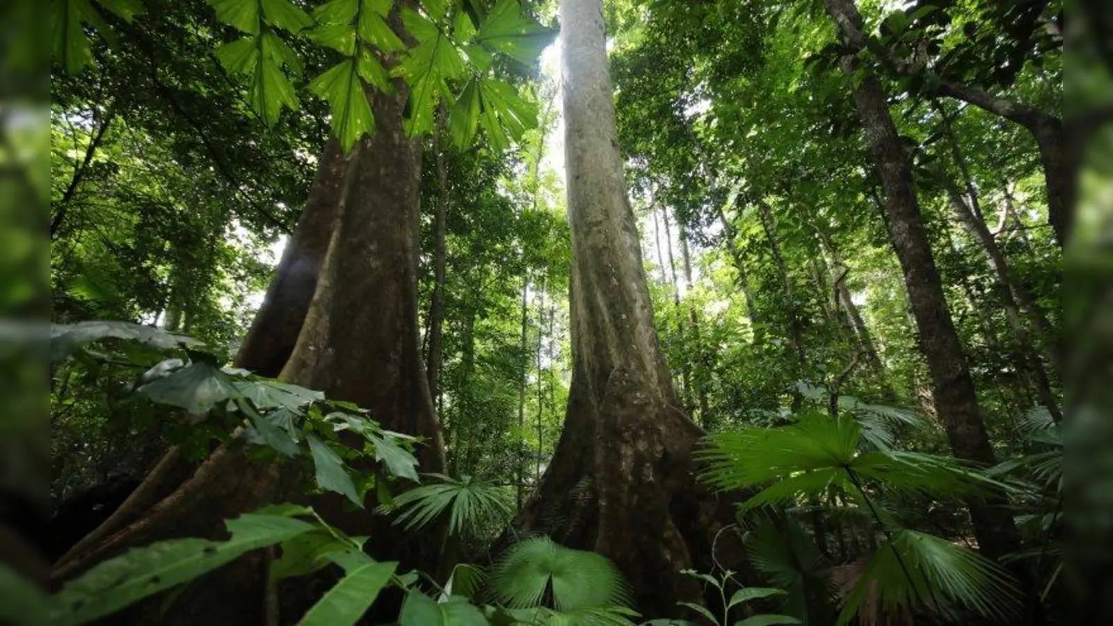 Beeindruckende Aufnahmen von gefährdeten tropischen Regenwaldgebieten sind bis Ende Juli im Guardini90 zu sehen. (Foto: Rhett A. Butler)