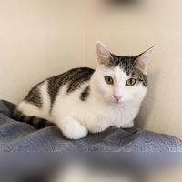 Der Kater Ameos benötigt ein ruhiges Zuhause. (Foto: Tierheim Riem)
