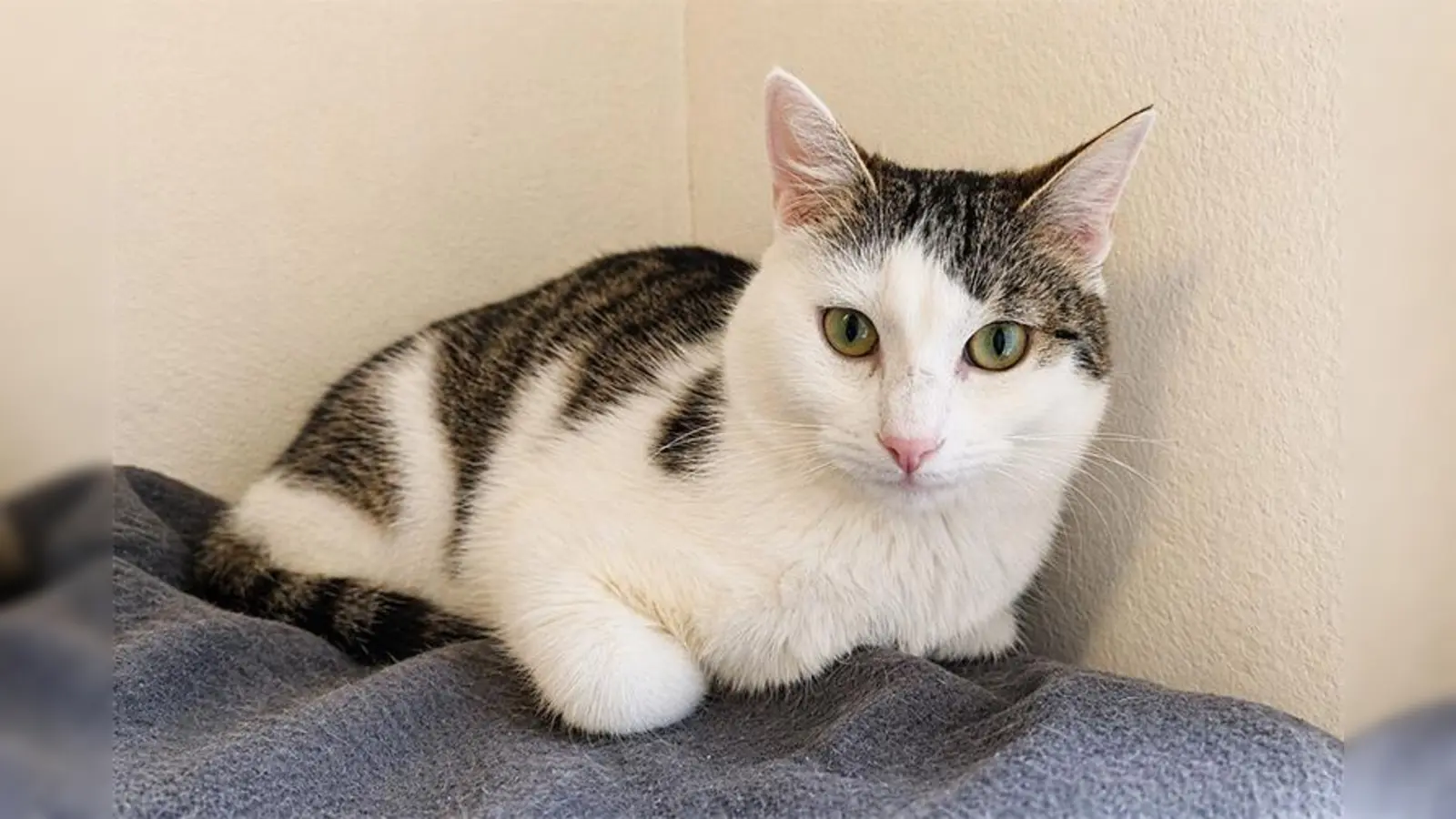 Der Kater Ameos benötigt ein ruhiges Zuhause. (Foto: Tierheim Riem)