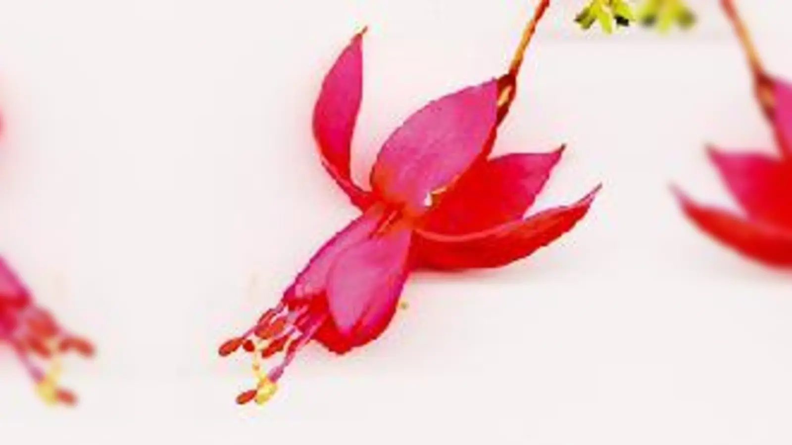 Fuchsien im Botanischen Garten.	 (Foto: Privat)