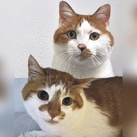 Vinz und Vinzi sind zwei kastrierte Europäisch Kurzhaar Kater. (Foto: Tierheim Riem)