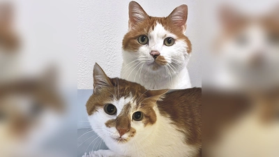 Vinz und Vinzi sind zwei kastrierte Europäisch Kurzhaar Kater. (Foto: Tierheim Riem)