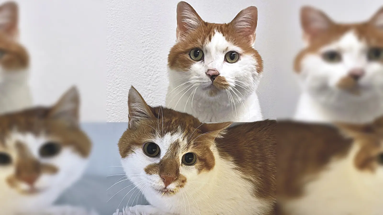 Vinz und Vinzi sind zwei kastrierte Europäisch Kurzhaar Kater. (Foto: Tierheim Riem)