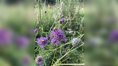 Für Firmen und Privatpersonen, die ihren Garten im Sinne der Biodiversitäts-Strategie gestalten, gibt es jetzt Fördergelder von der Stadt. (Foto: pst)