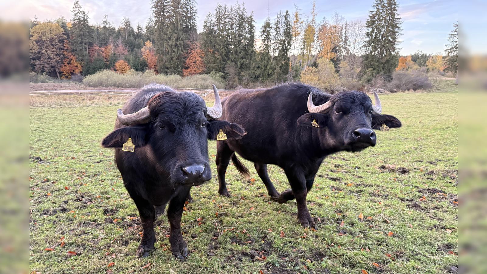 Wasserb-ffel-als-Landschaftspfleger