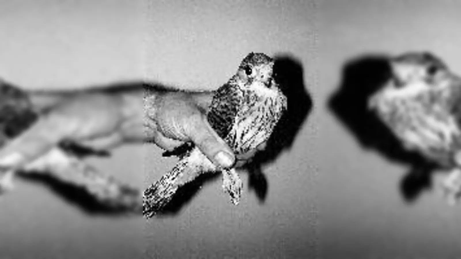 Dem sicheren Tod ist dieser junge Turmfalke entkommen.	 (Foto: Tierrettung)