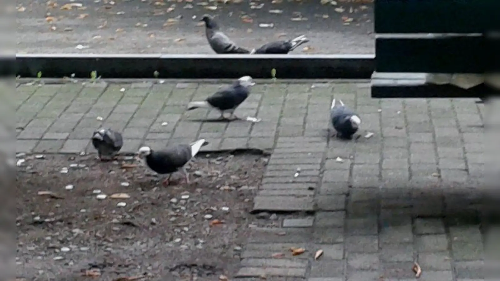 Gurr, gurr! Für Stadttauben wird in Laim ein passender Standort für ein Taubenhaus gesucht. (Foto: kö)